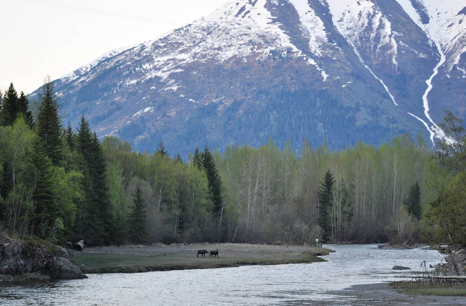 Pair of Moose - Alaska (Bird Creek)