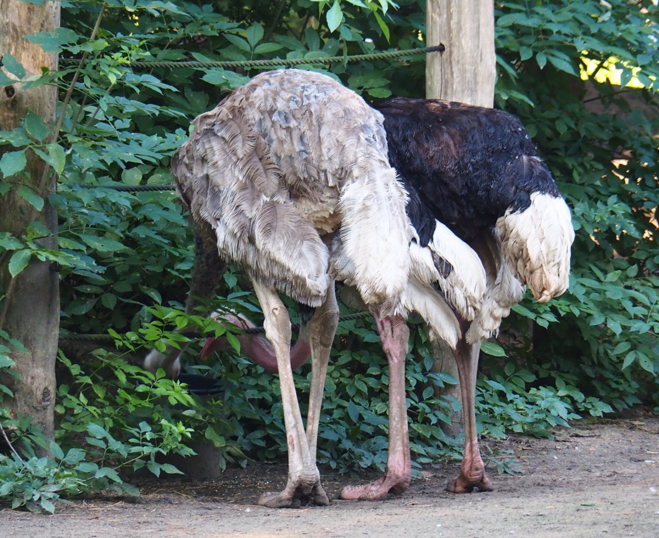 Pair of North African ostriches (Struthio camelus camelus) feeding from a bucket (Sep 2nd, 2018)