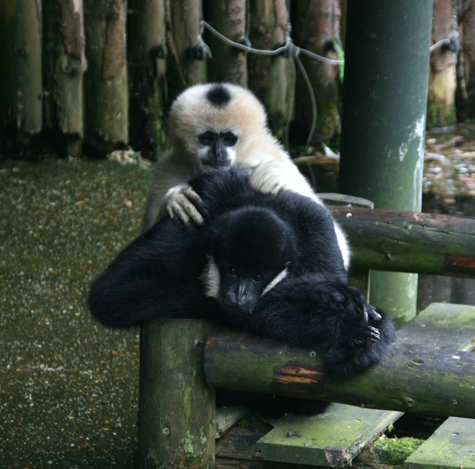 pair of Northern white-cheeked gibbon