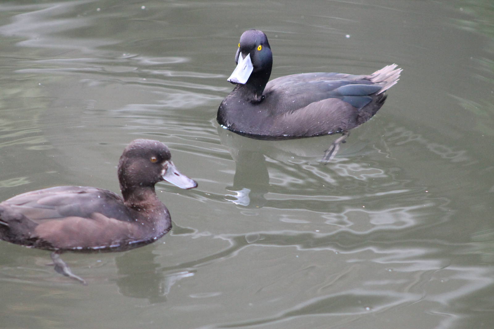 pair of NZ scaup (Aythya novaeseelandiae)