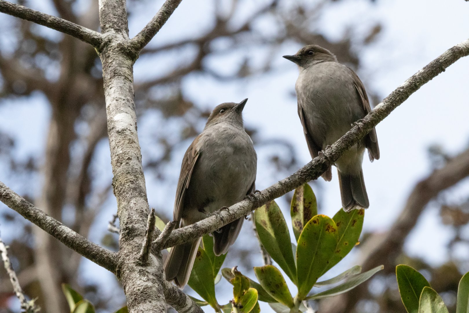 Pair of ʻŌmaʻo