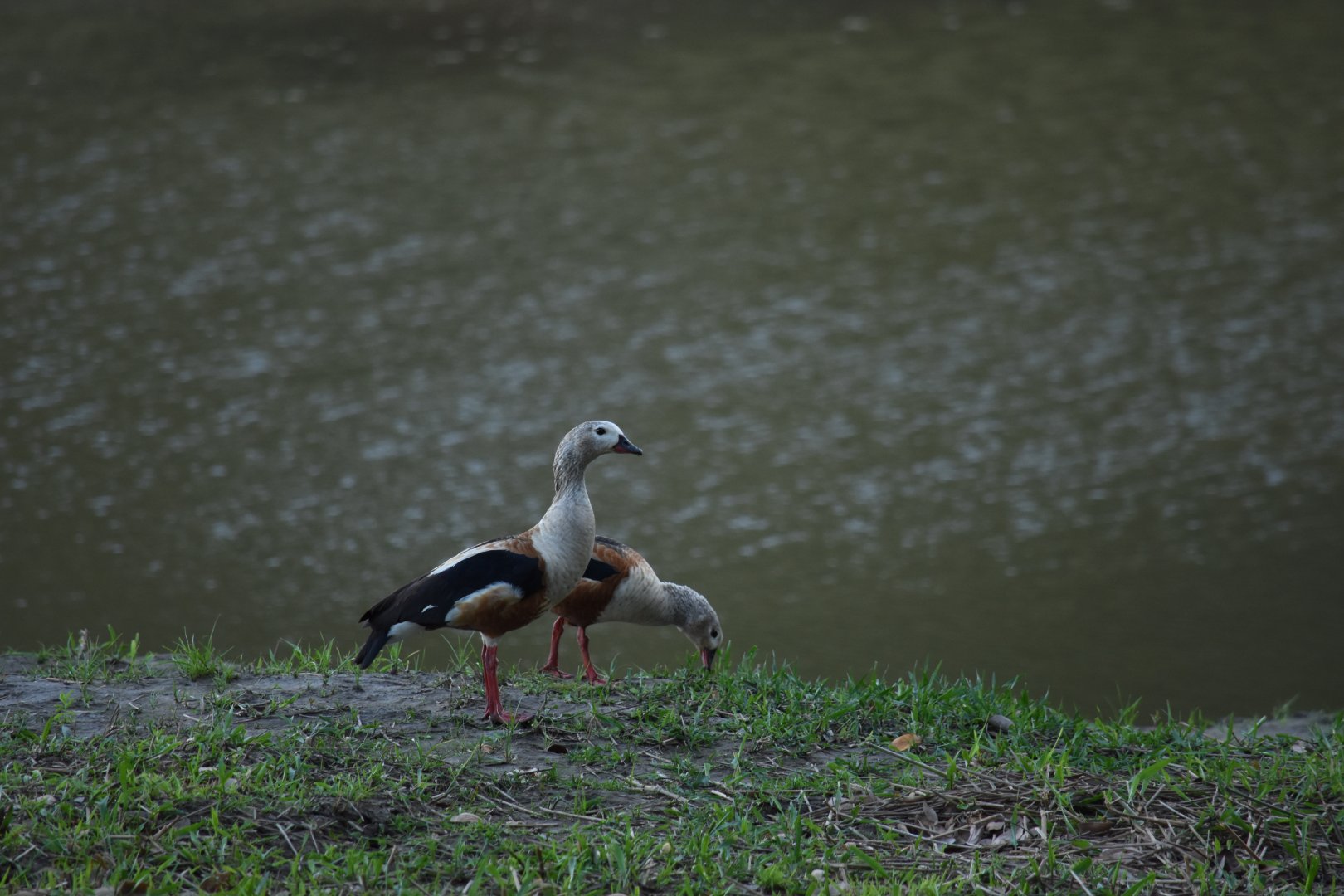 Pair of Orinoco Goose (Neochen jubata)