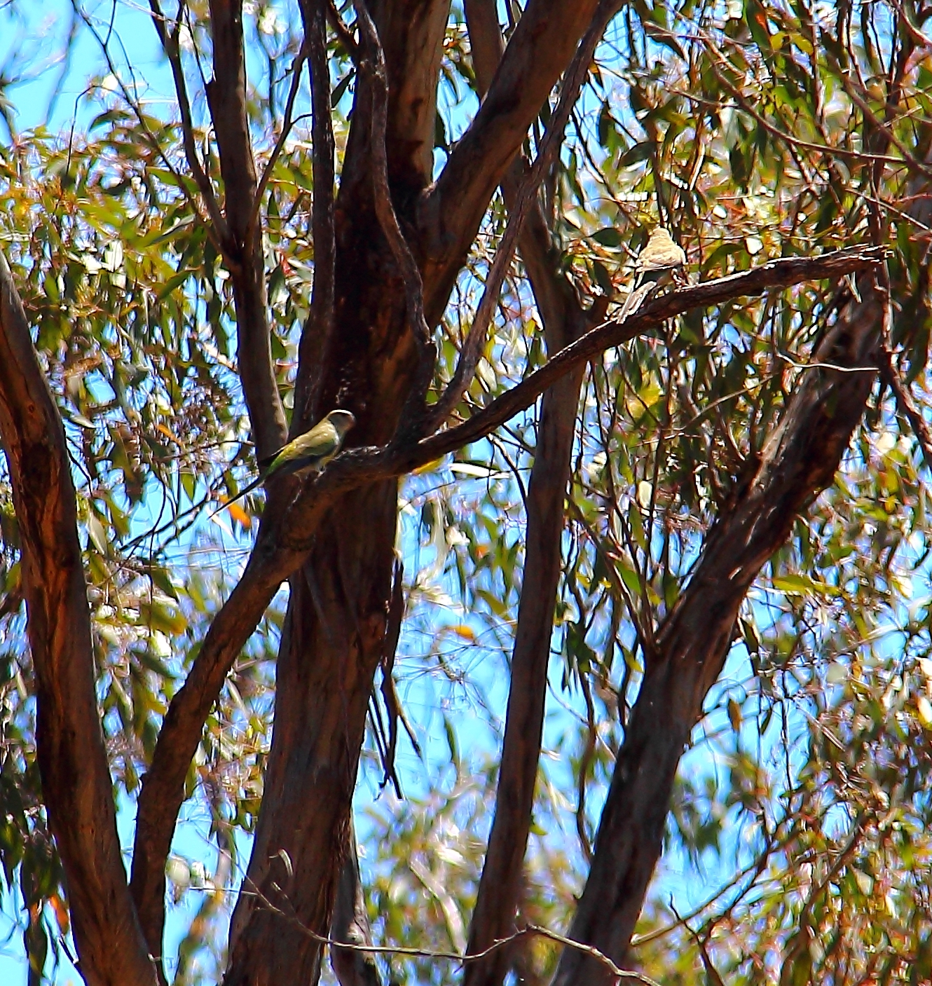 Pair of parrots from Bendigo