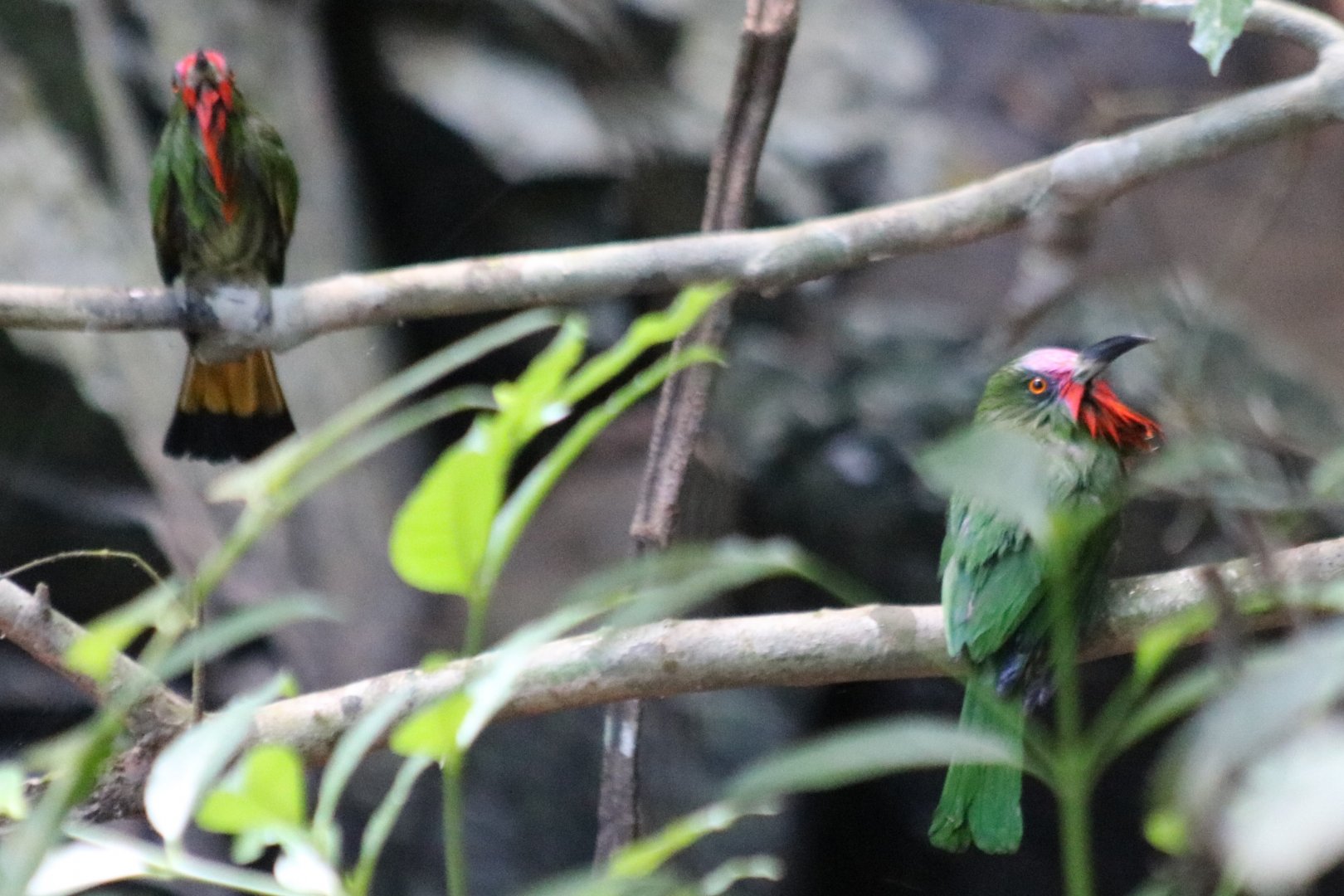Pair of Red-bearded Bee-eaters
