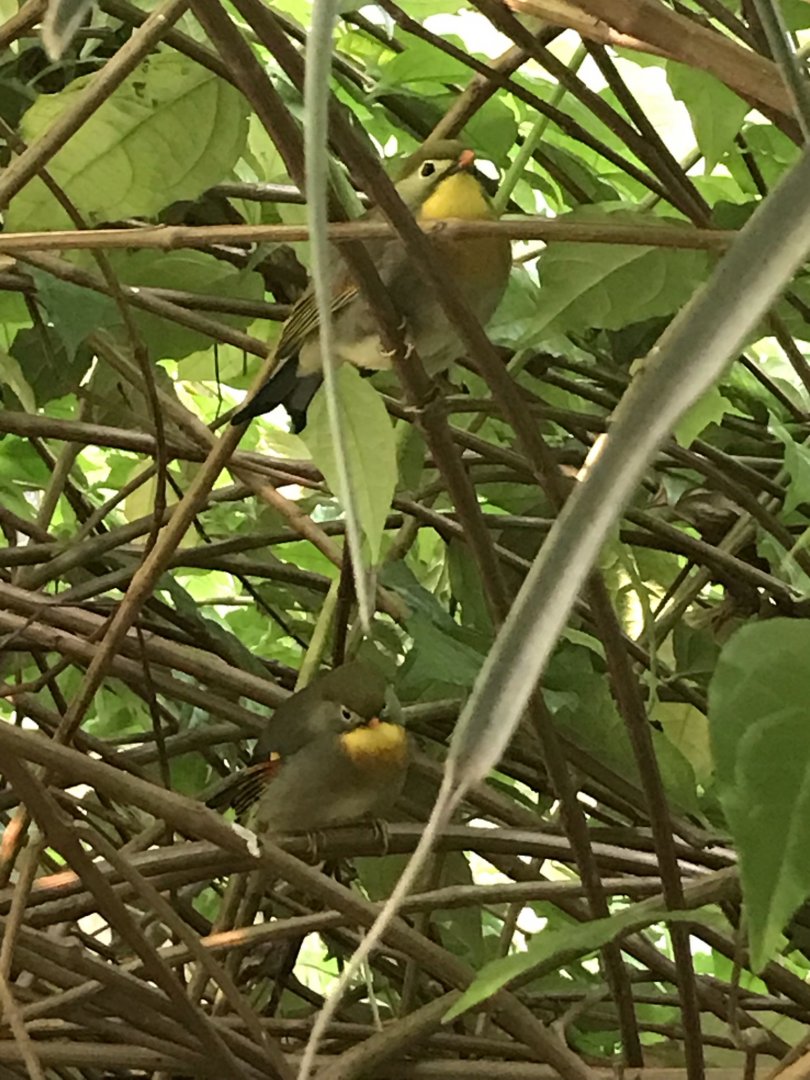 Pair of Red-Billed Leiothrix