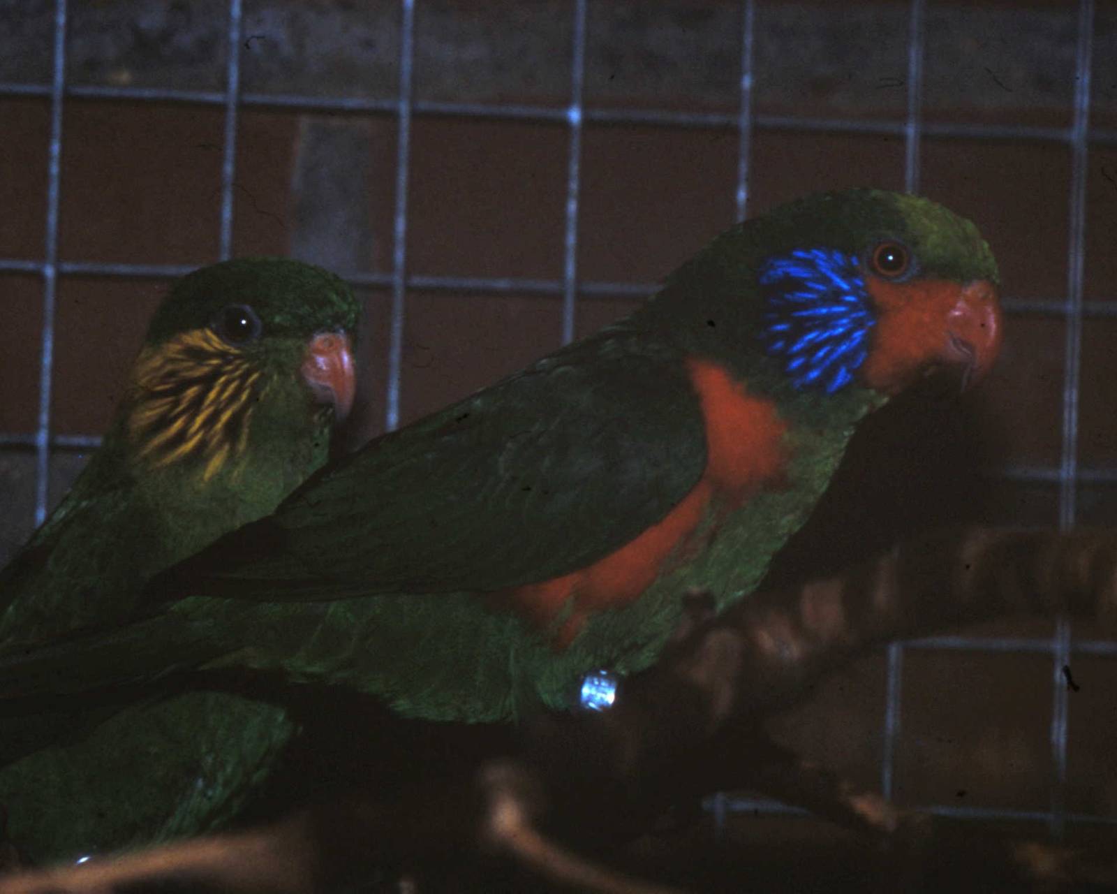 Pair of Red-flanked lorikeets