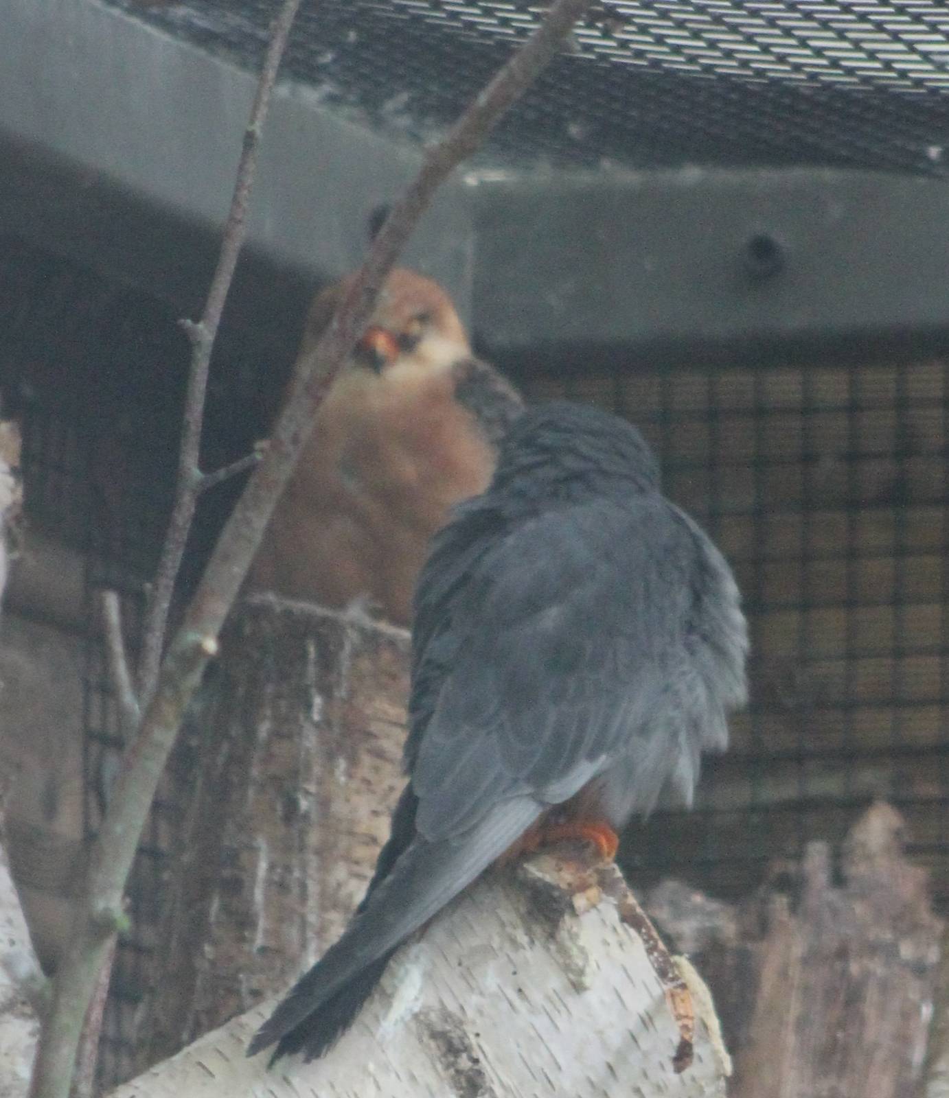Pair of Red-footed falcons
