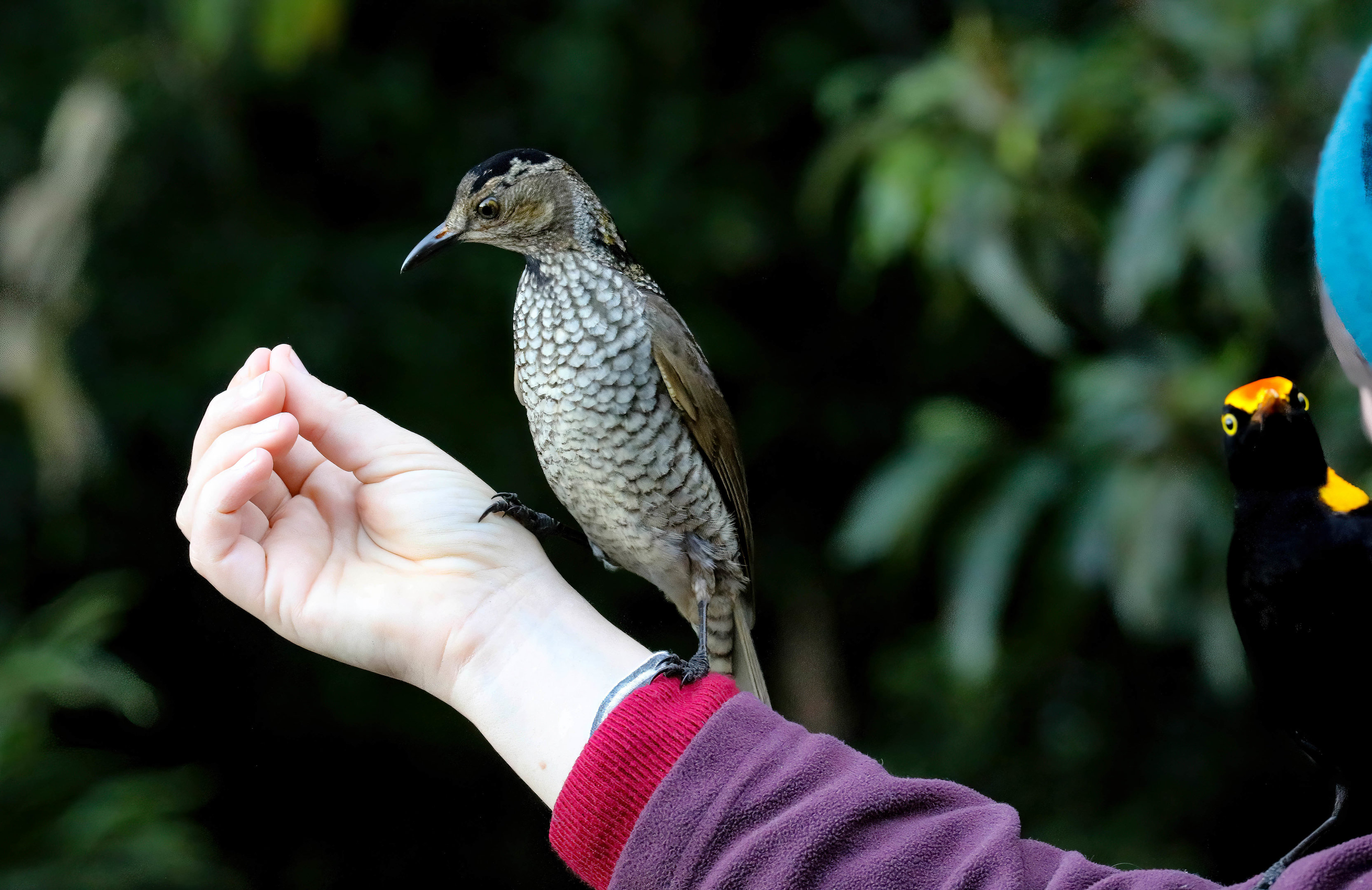 Pair of Regent Bowerbirds