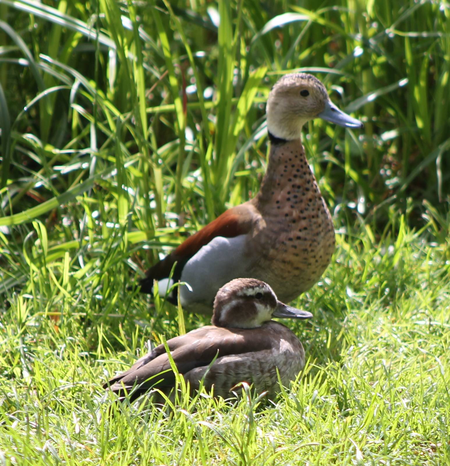 Pair of Ring teals