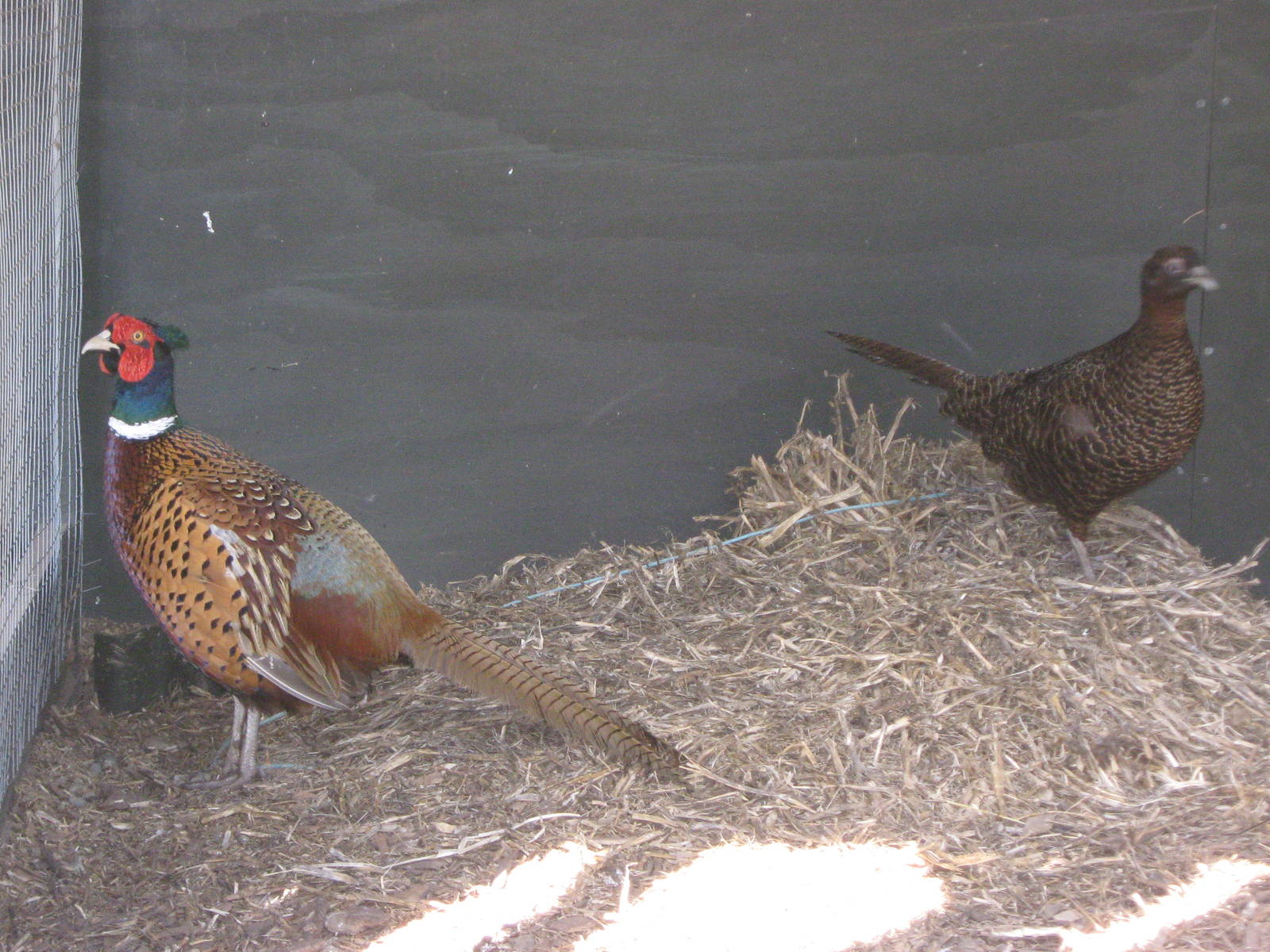 pair of ringneck pheasants (Phasianus colchicus)