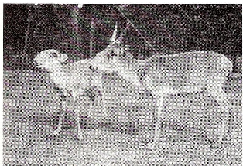 Pair of Saigas
