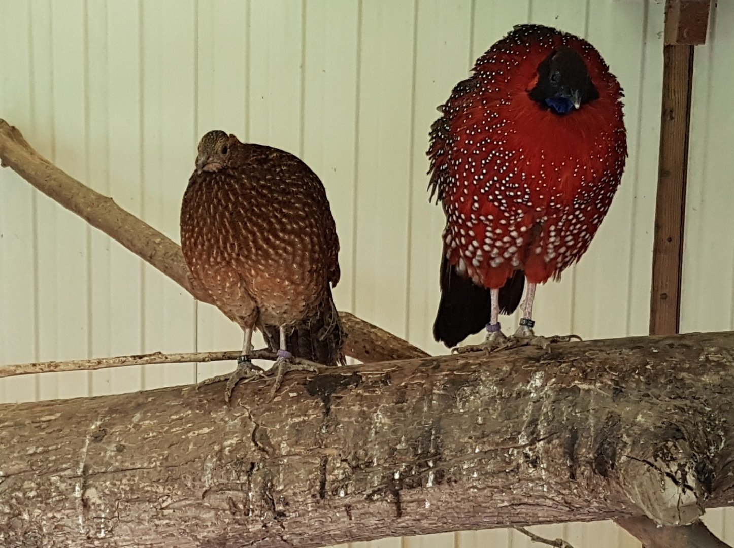 Pair of Satyr tragopans