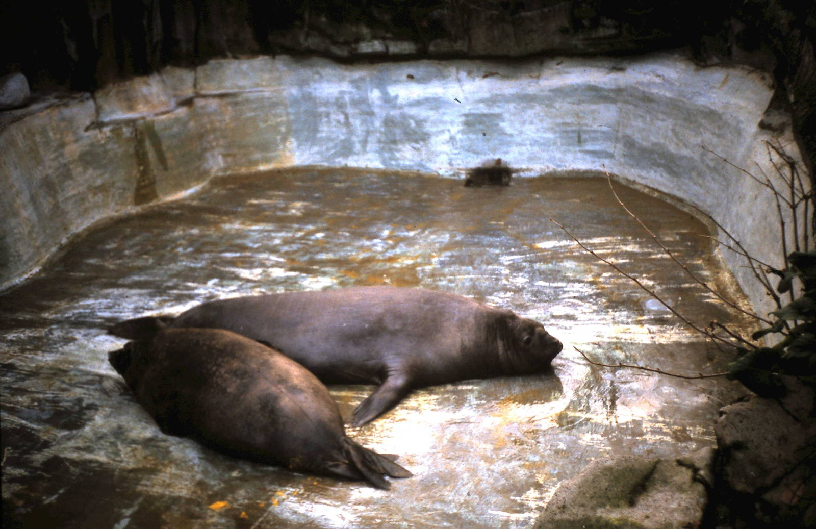 pair of sea-elephants