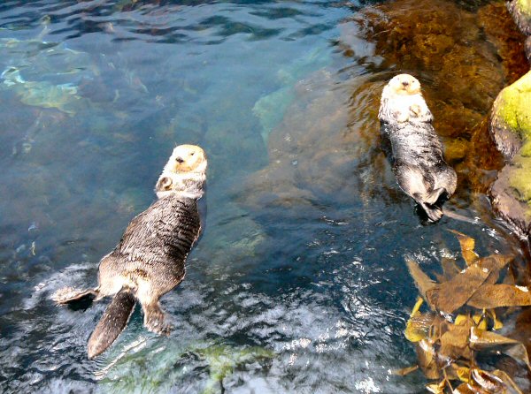 Pair of sea otters at Lisbon Oceanario (aquarium)