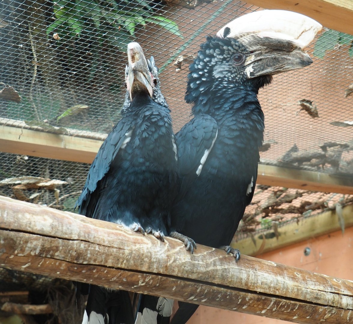 Pair of Silvery-cheeked hornbills (Bycanistes brevis), Aug 28th, 2018