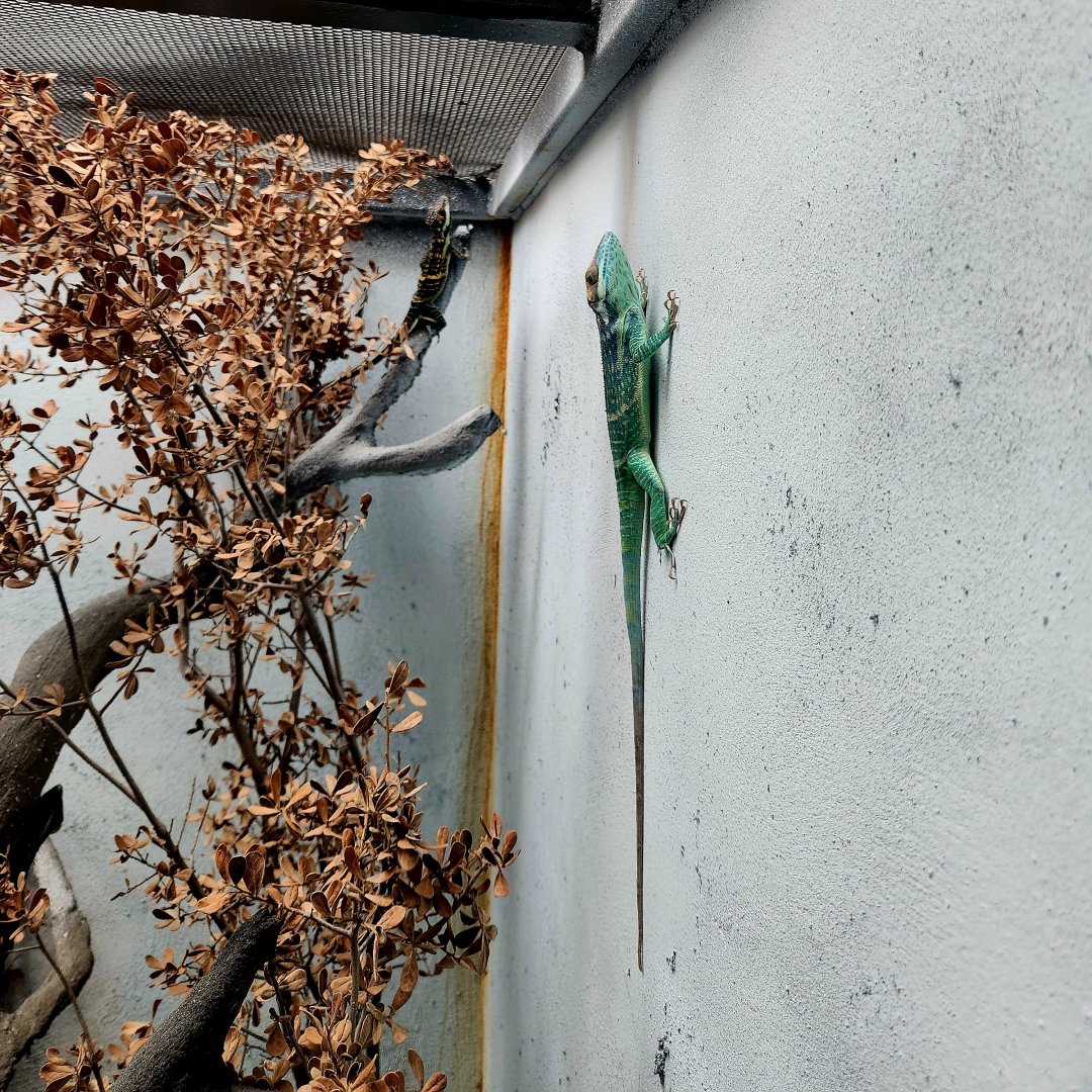 Pair of Smallwood's Anoles (Anolis smallwoodi)