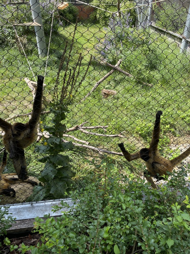 Pair of Spider Monkeys (Black-Handed) - Beardsley Zoo