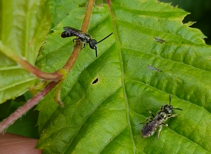 Pair of Sweat bees - Lasioglossum species