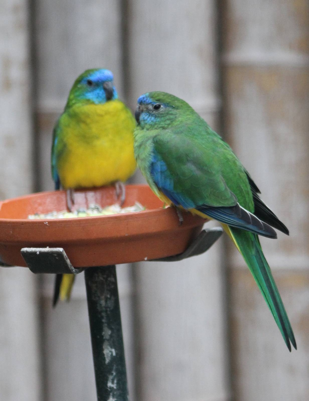 Pair of Turquoise parrots