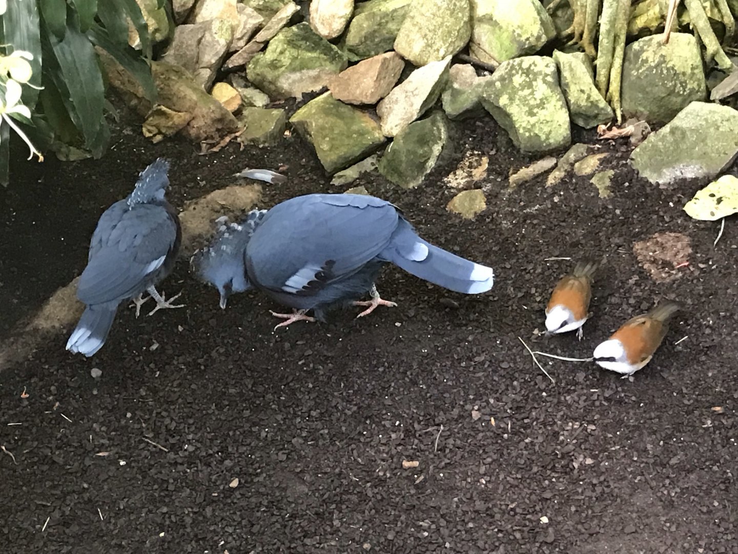 Pair of Victoria Crowned Pigeons and White-crested Laughingthrushes