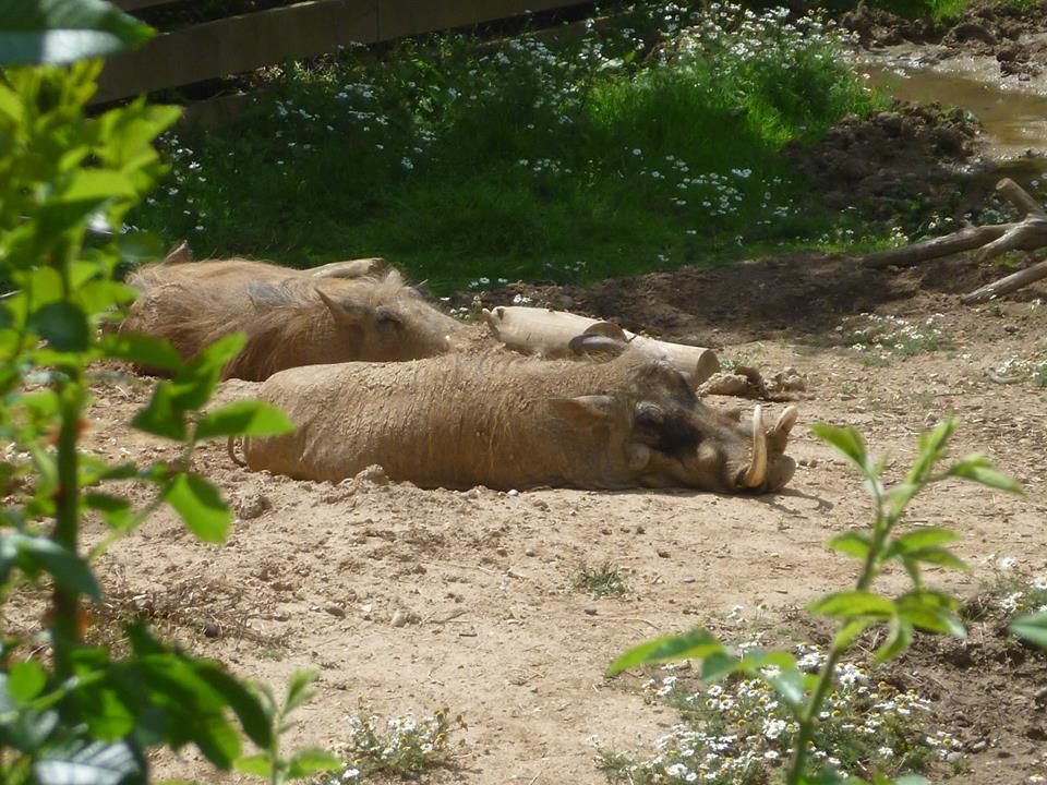 Pair of Warthogs