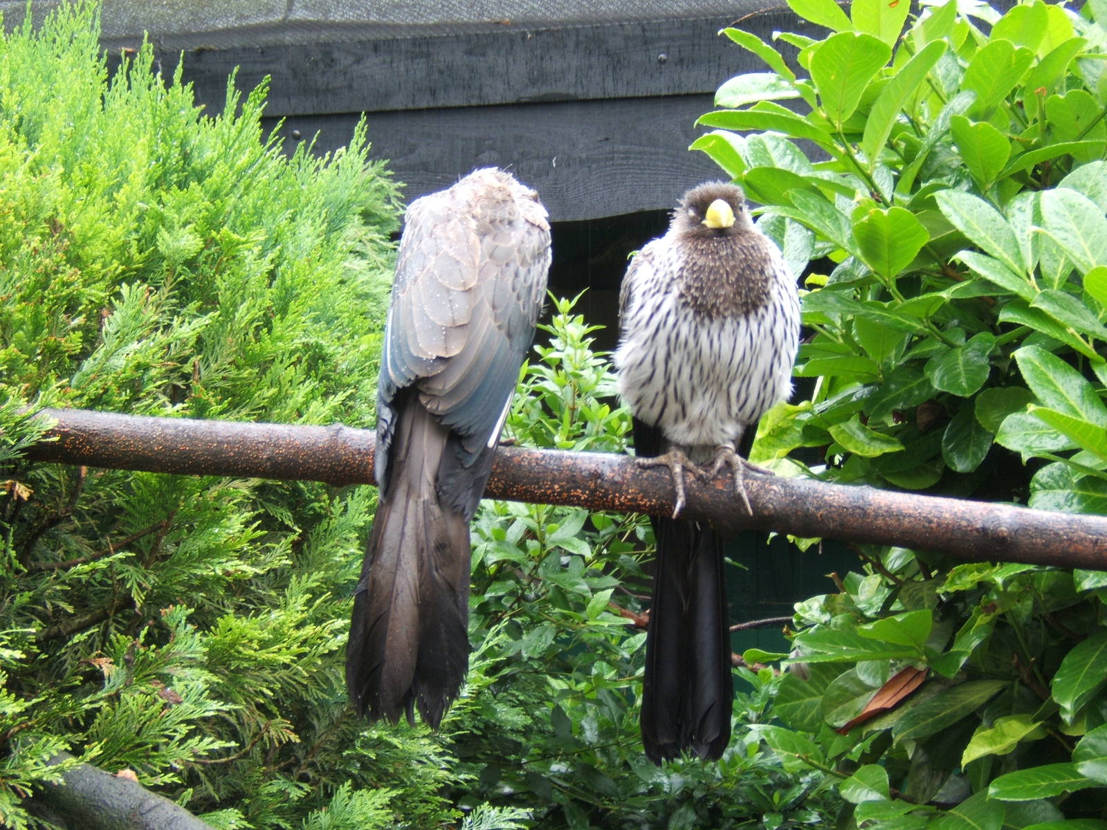 Pair of Western Grey Plaintain Eaters