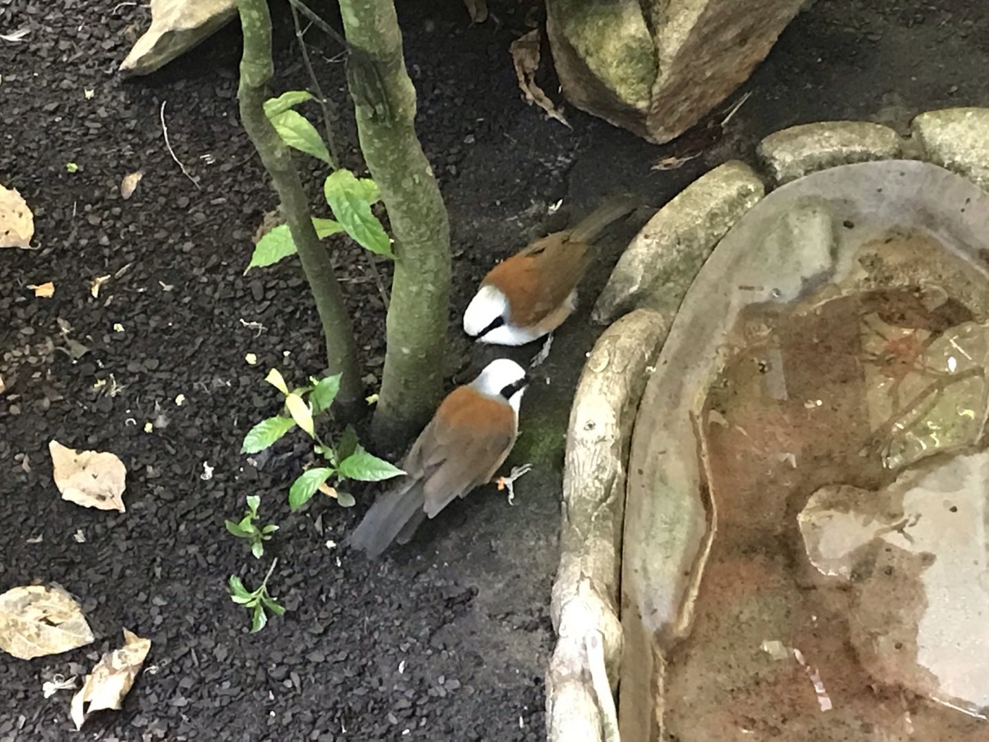 Pair of White-crested Laughingthrushes