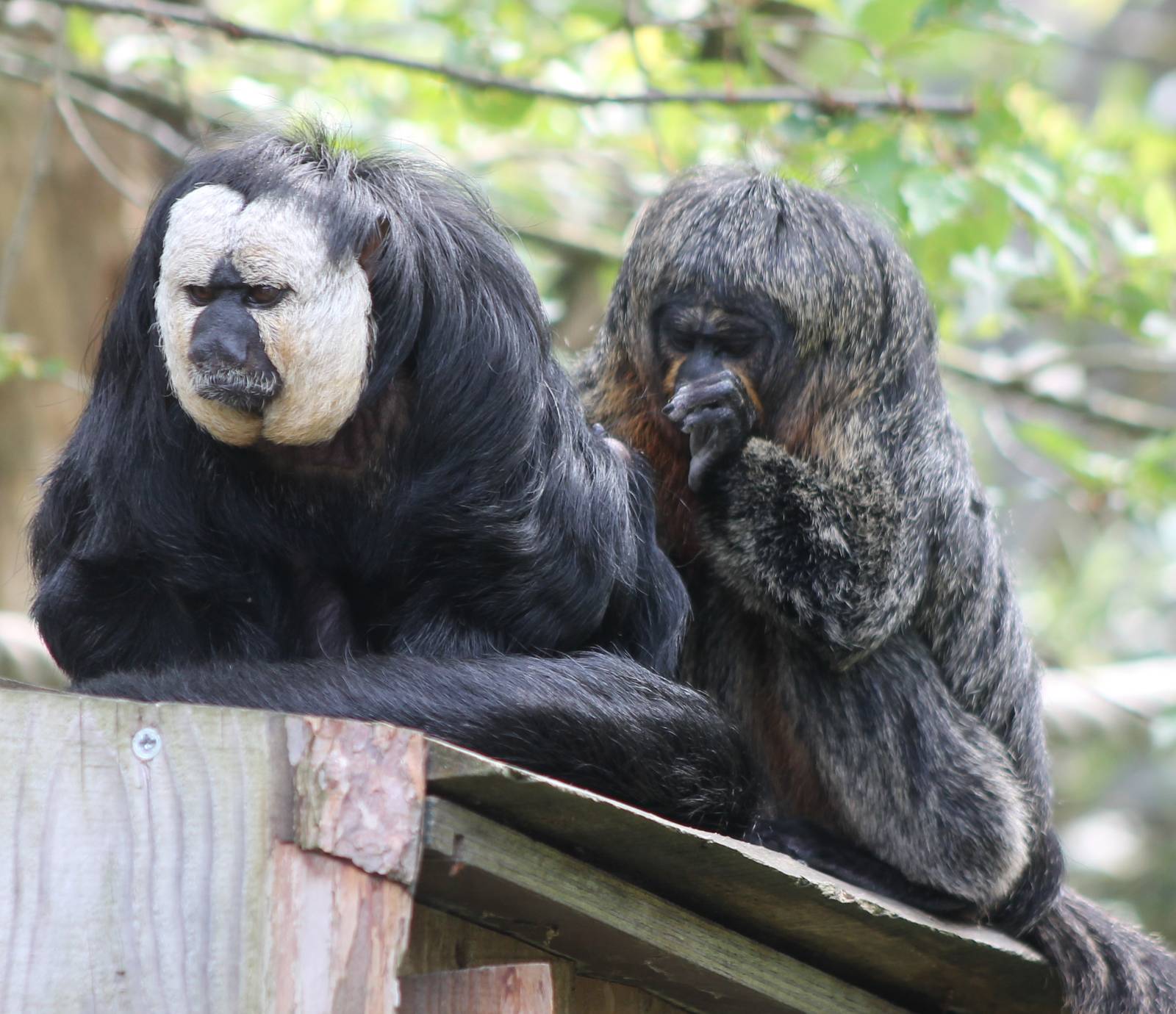 Pair of White-faced sakis