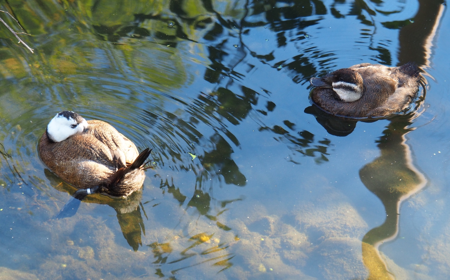 Pair of White-headed ducks (Oxyura leucocephala), Oct 13th, 2018