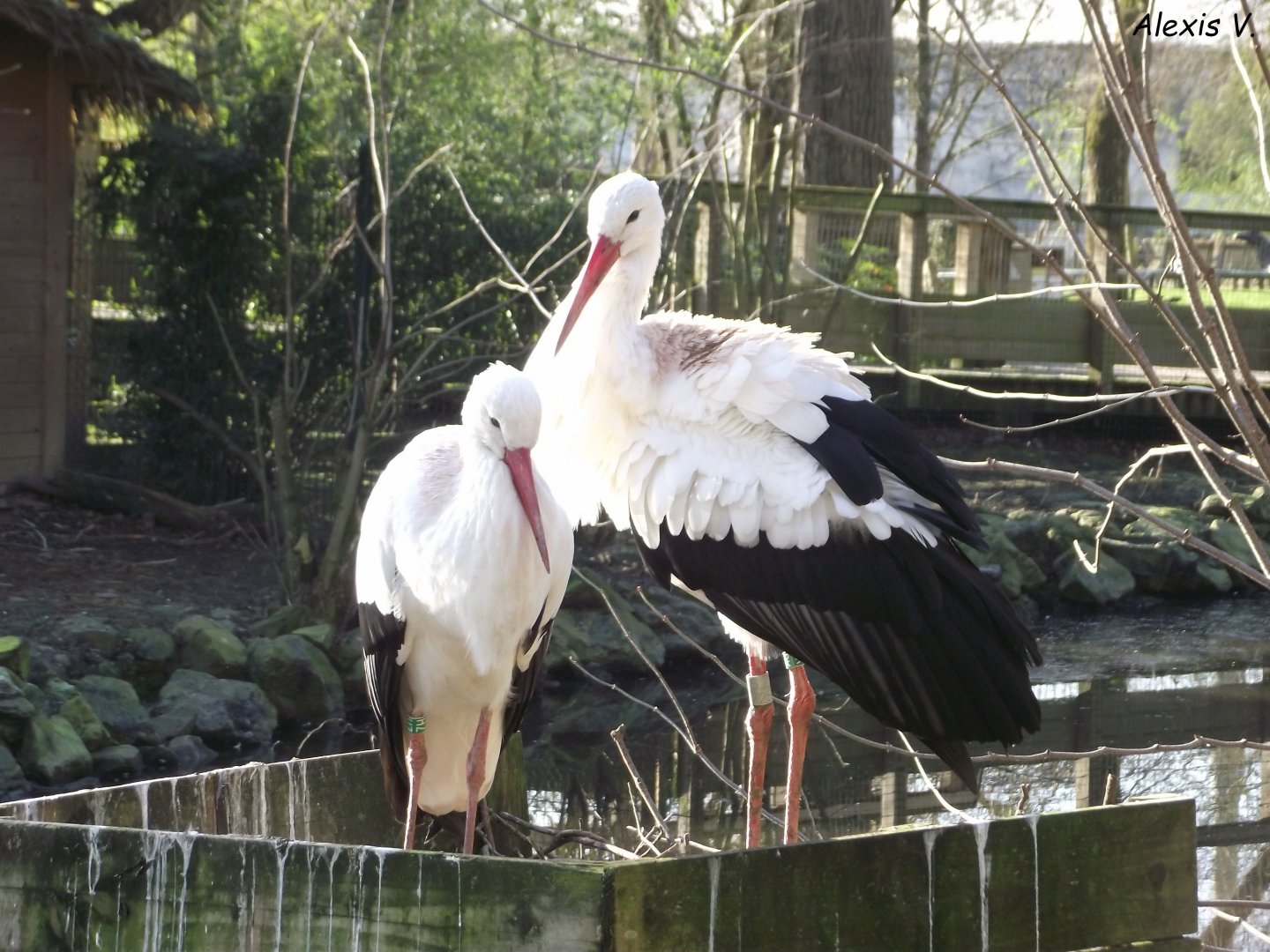 Pair of White Storks - Zooparc de Beauval - 01/2020