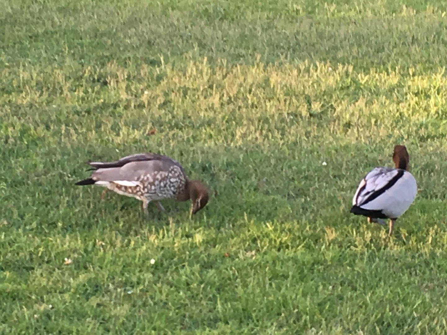 Pair of wild Maned Ducks