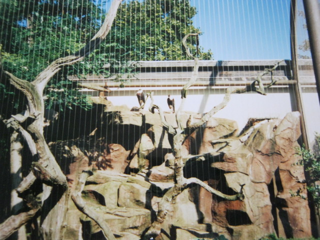 Pair of Woolly-necked Storks 1999.