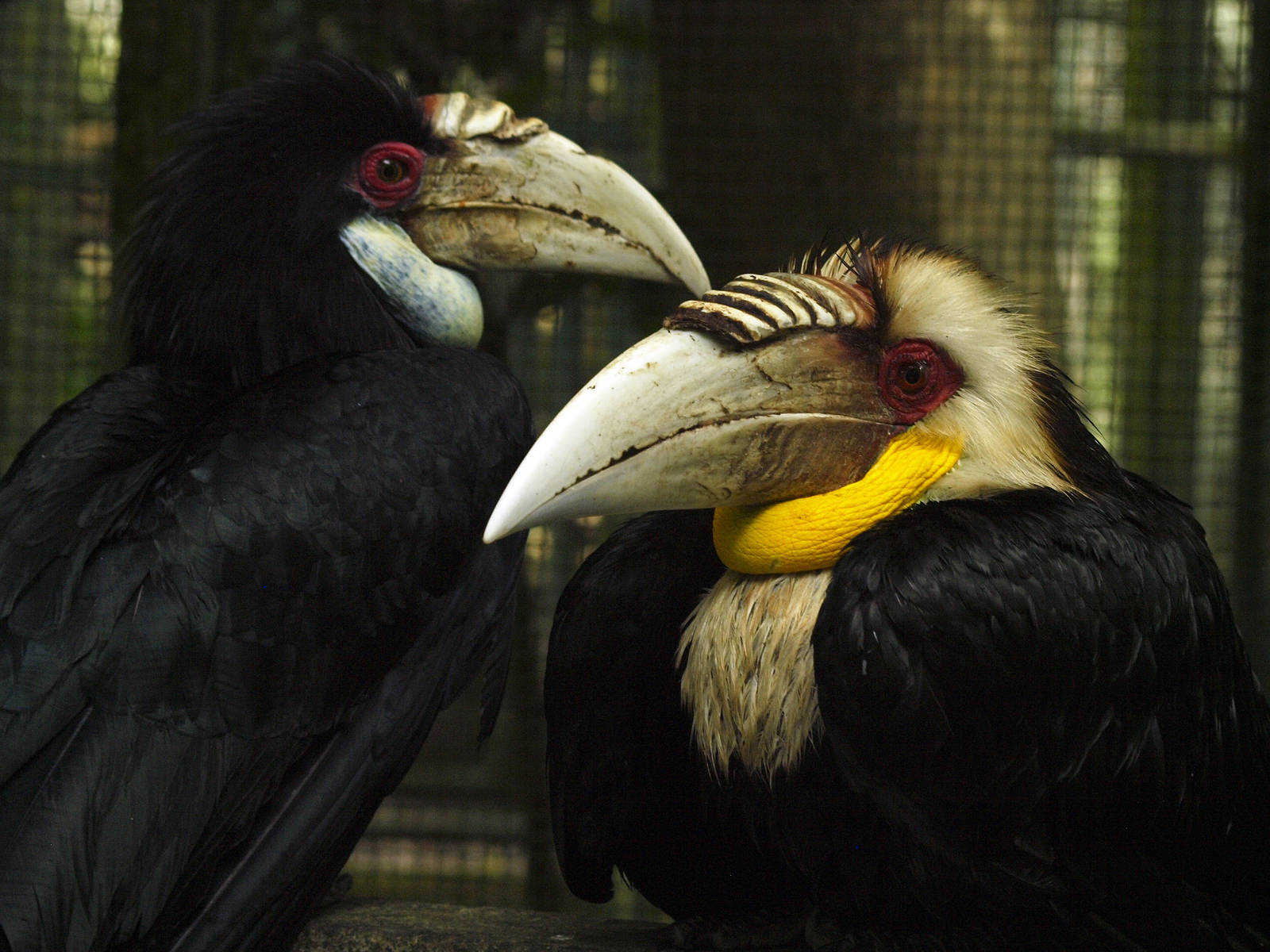Pair of Wreathed hornbills.