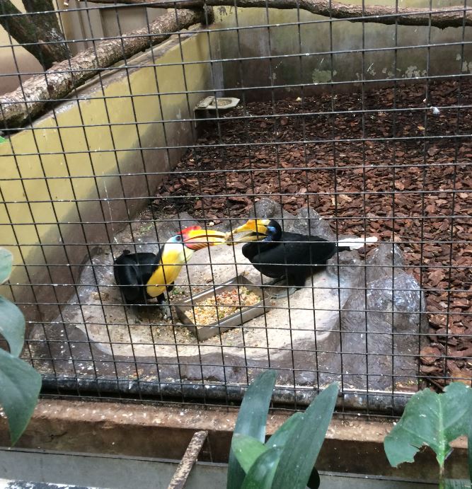 Pair of wrinkled hornbills and food