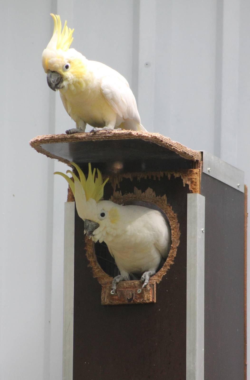 Pair of Yellow-crested cockatoos at the nest