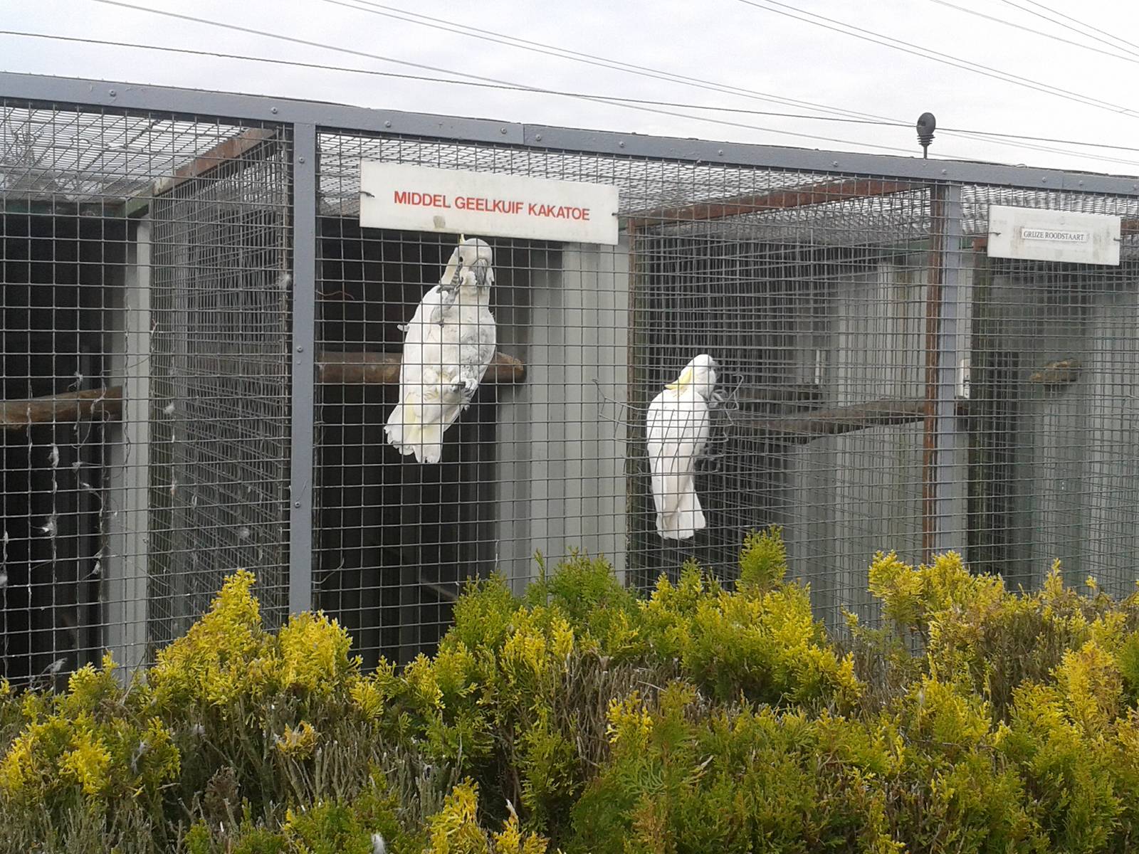 pair of Yellow-crested cockatoos
