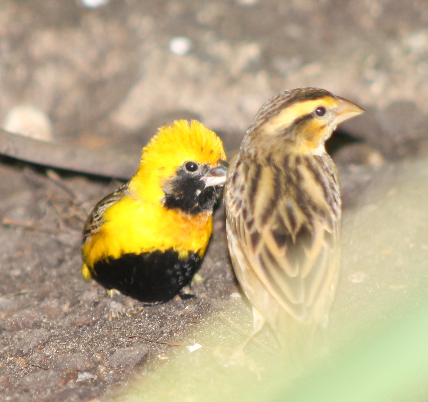 Pair of Yellow-crowned bishops