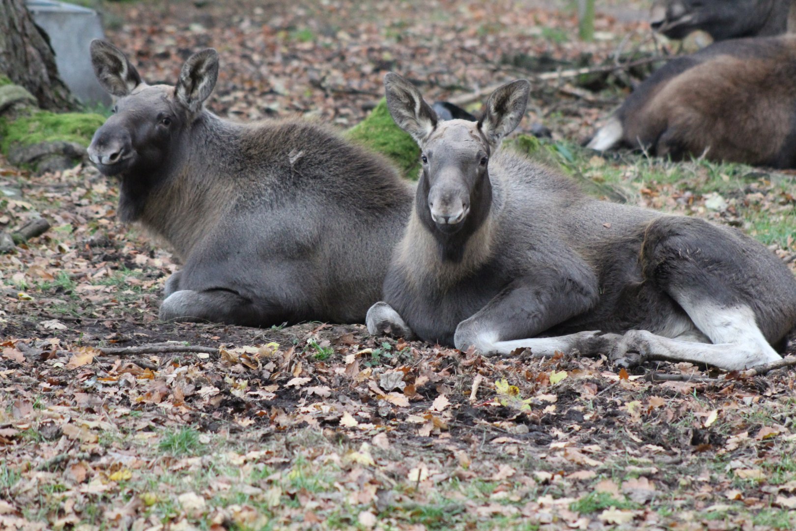 Pair of Young Elk