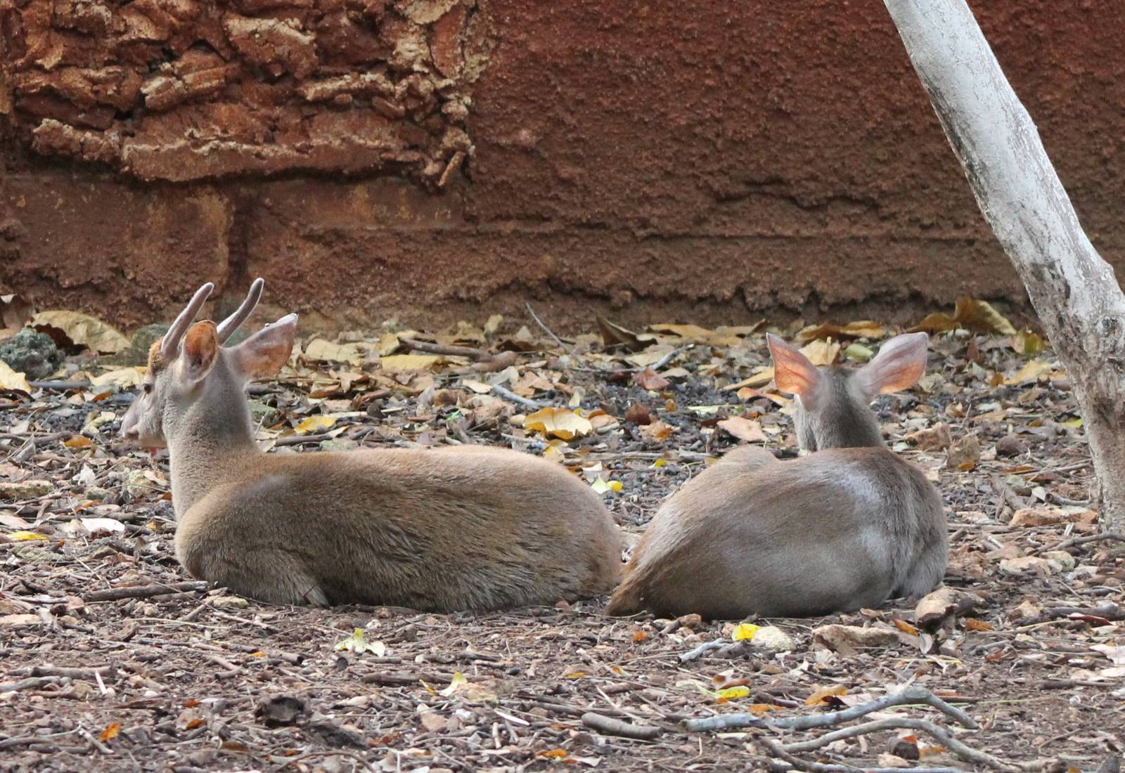 Pair of Yucatan brocket deers