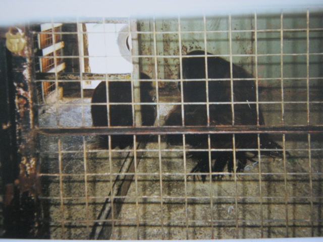 Pair Orangs in old ape house 12/3/90.