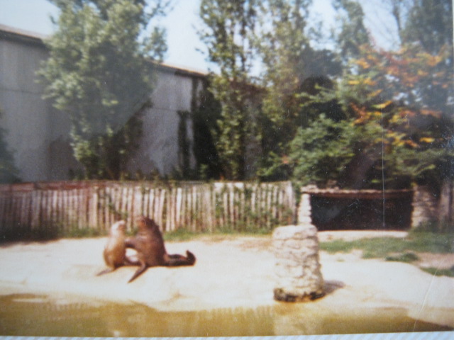 Pair Patagonian Sealions August 1984