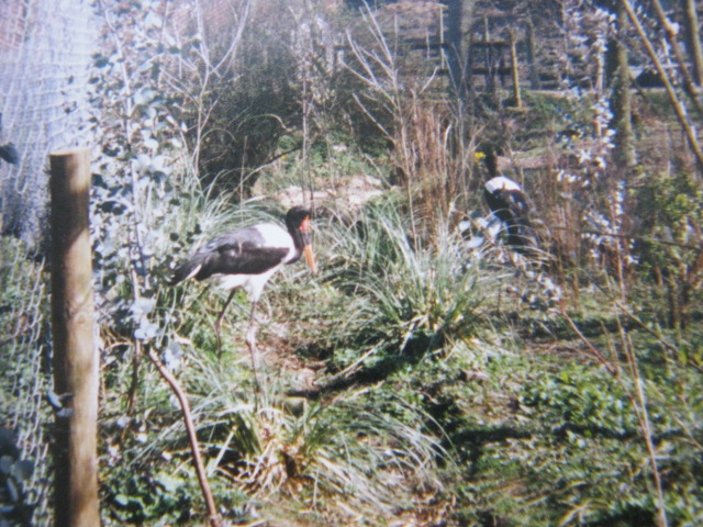 Pair Saddle-billed Storks 12/3/90.