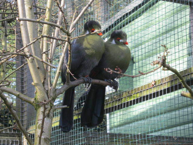 Pair White-Cheeked Touracos 2015