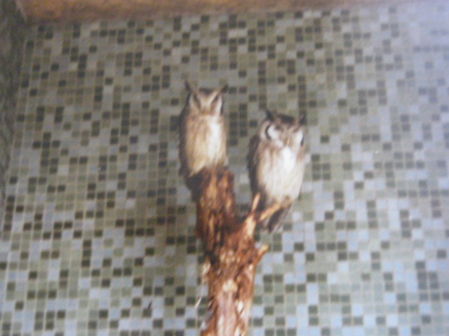 Pair White-faced Scops Owls 1990.