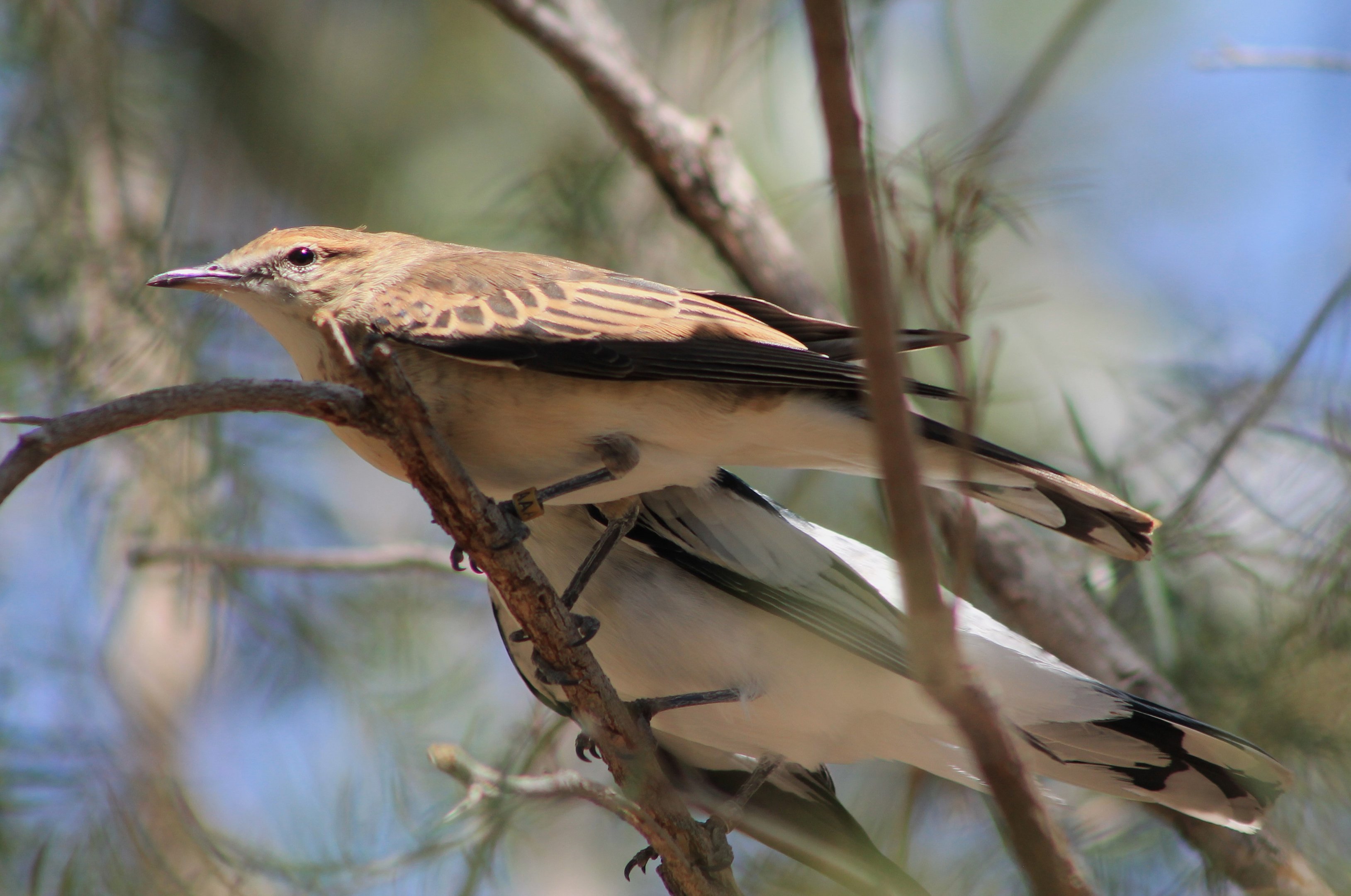 pair White-winged Trillers (Lalage tricolor)