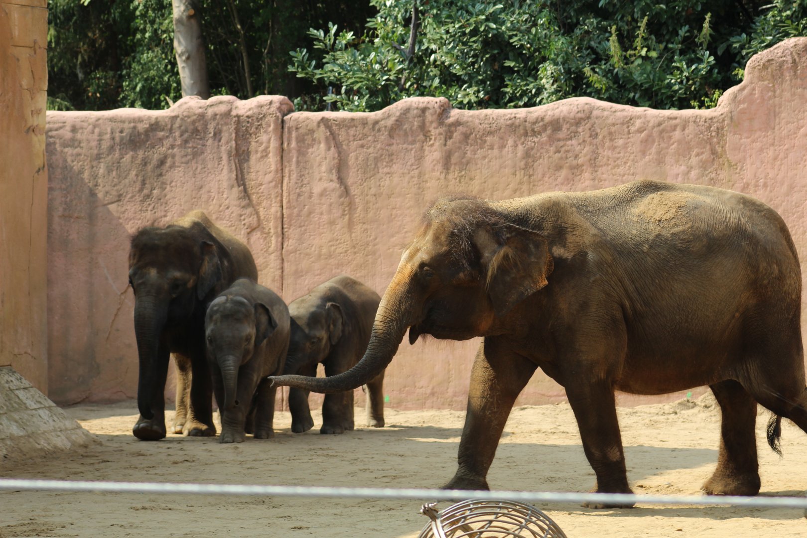Pairi Daiza Elephants