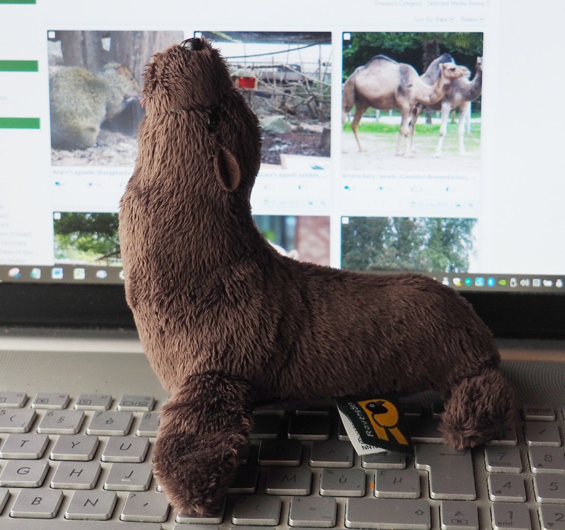 Pairi Daiza souvenir - Stuffed toy Steller's sea lion