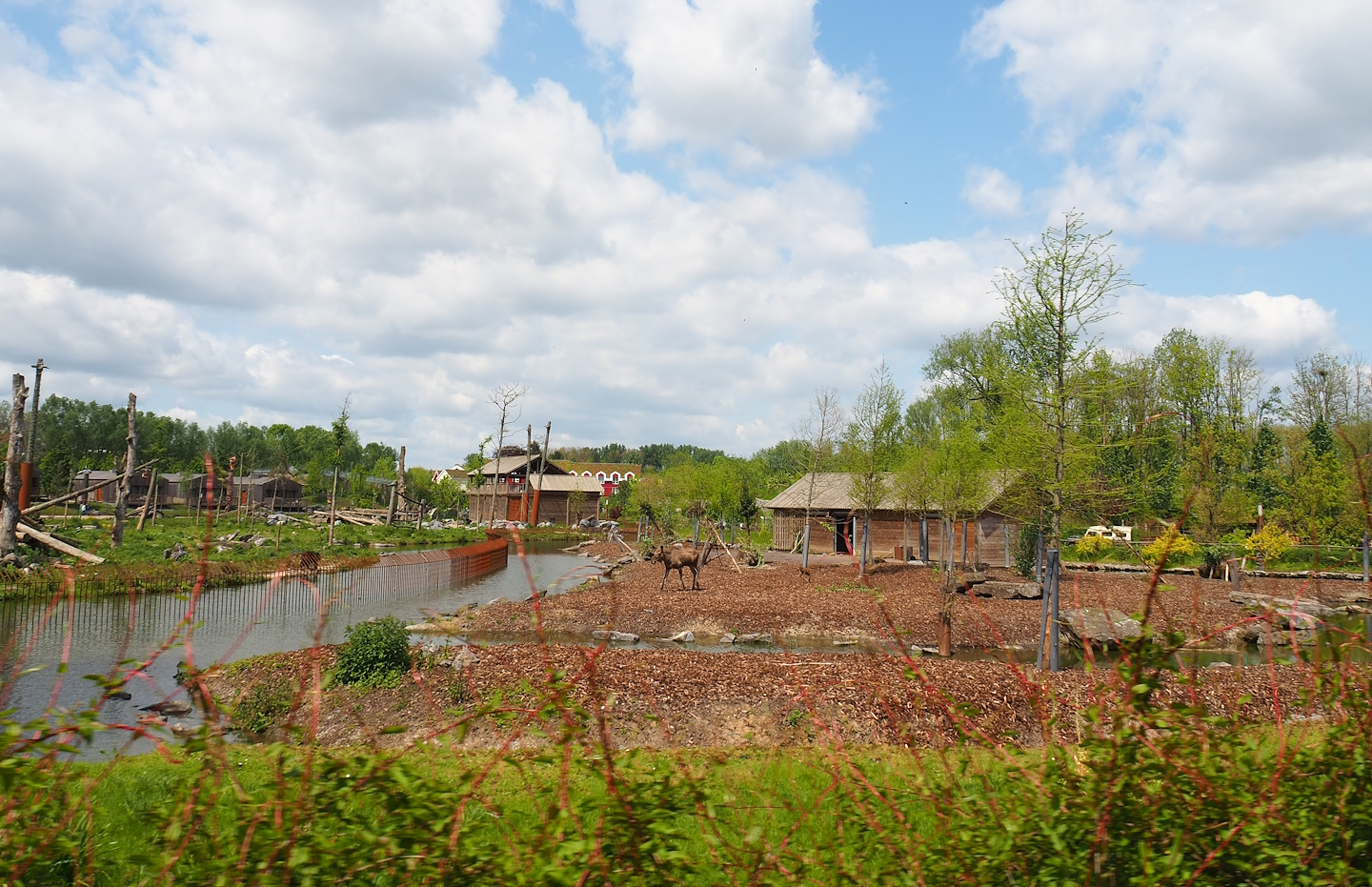Pairi Daiza Steam Railway ride - American black bear and European moose exhibits in The Last Frontier, 2023-05-16