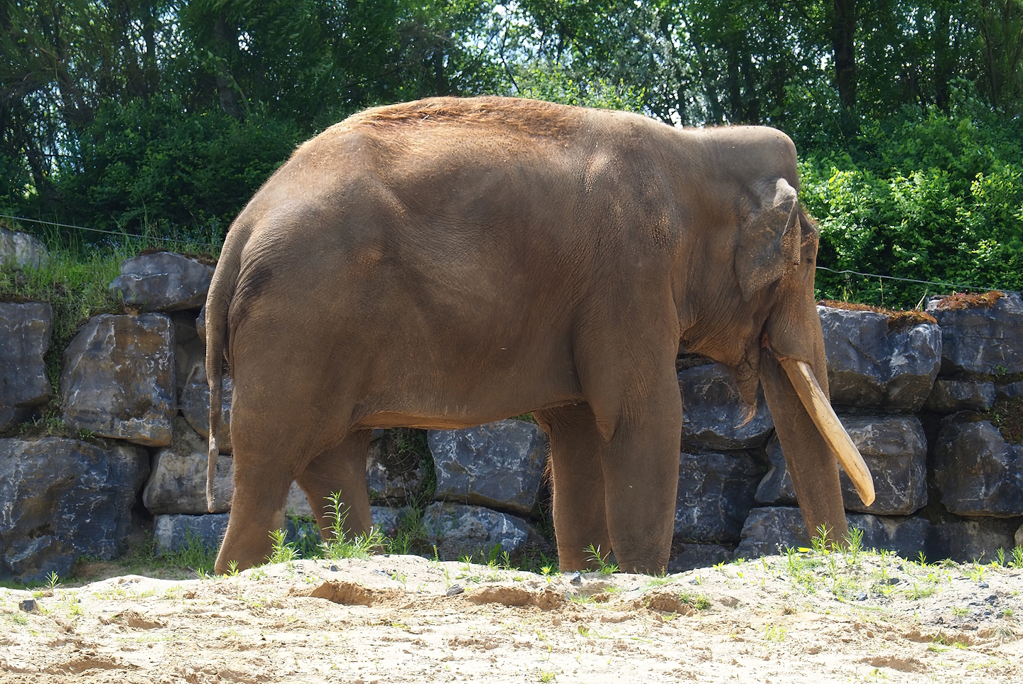 Pairi Daiza Steam Railway ride - Asian elephant bull (Elephas maximus), 2023-05-16
