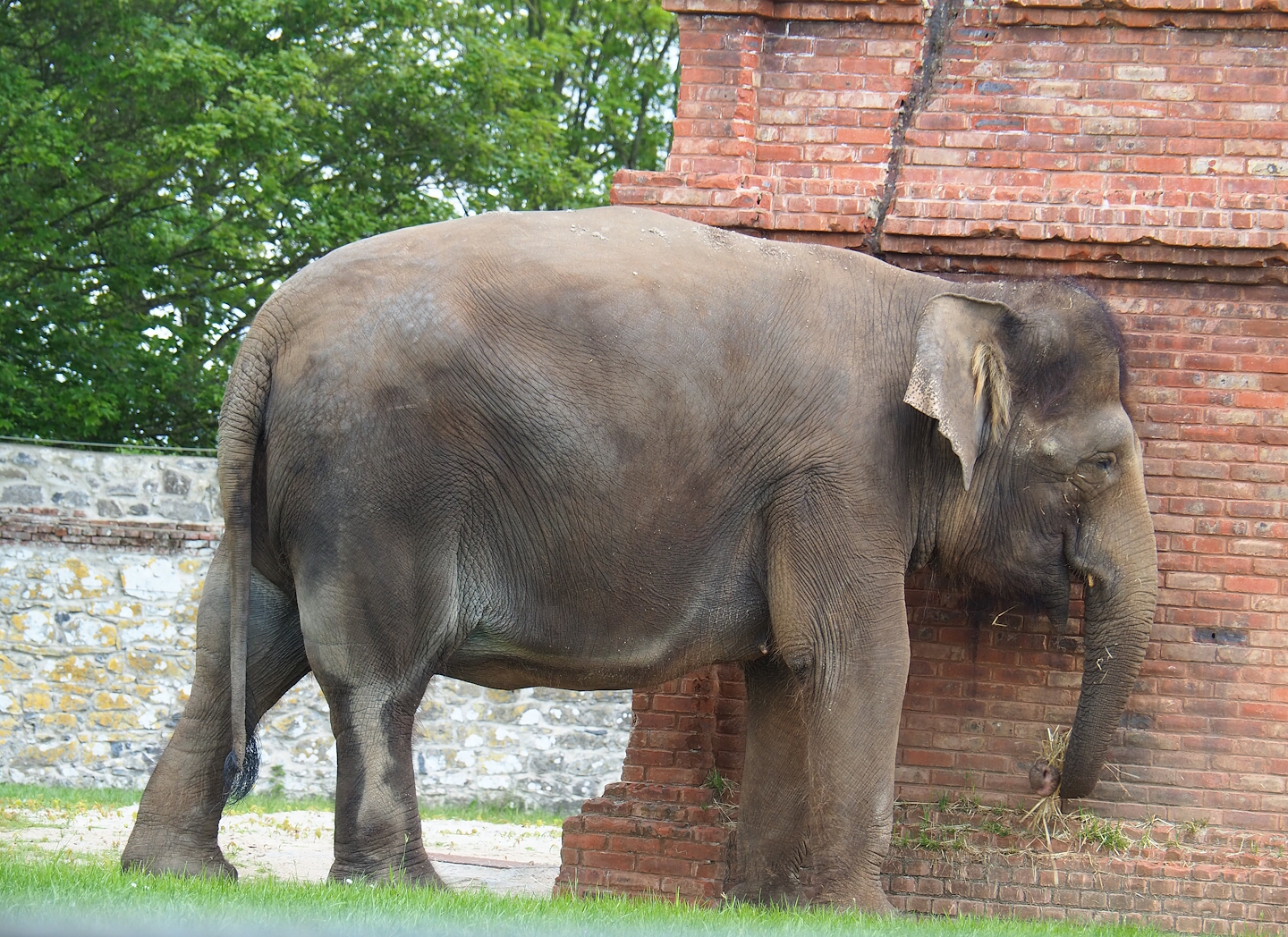 Pairi Daiza Steam Railway ride - Asian elephant (Elephas maximus), 2023-05-16